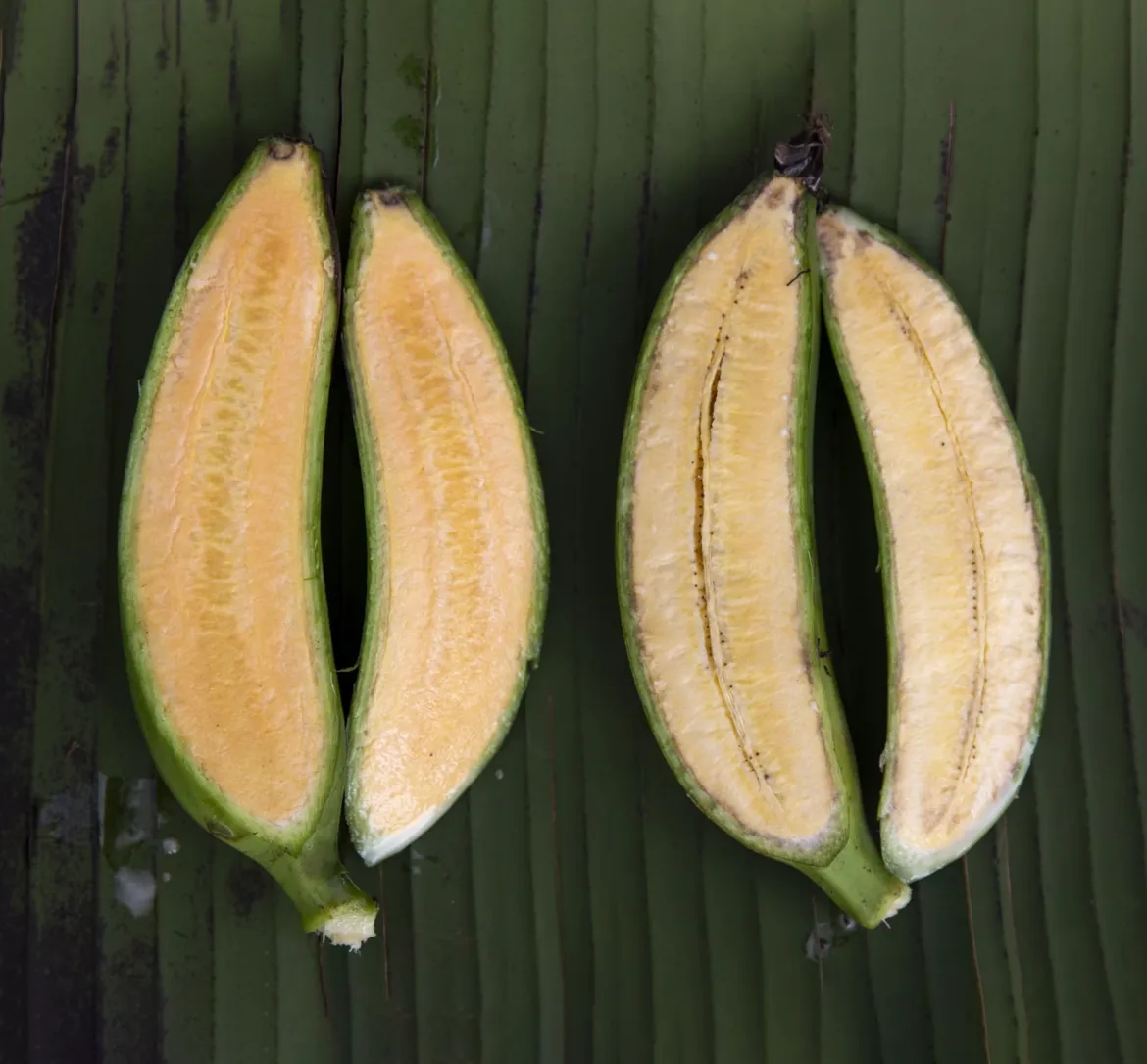 The super banana on the left is modified to contain additional vitamin A