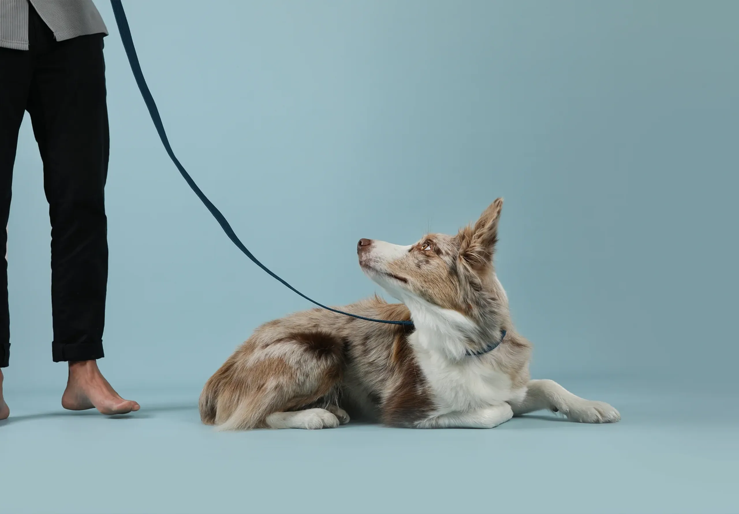 Dog on a lead looking at it's owner - on a blue studio background
